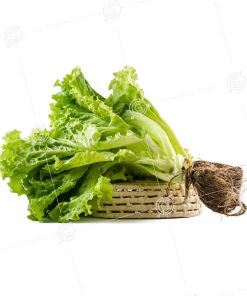 LECHUGA HIDROPONICA S/ ENVOLTORIO